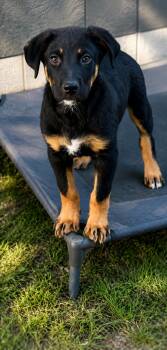 Champ -  German Shepherd Dog Dog for Adoption in Inez, Texas - Champ | PetCurious