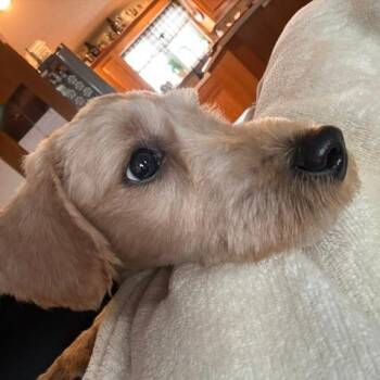 Pippi -  Poodle and Mixed Breed Dog for Adoption in Harrisonburg, Virginia - Pippi | PetCurious