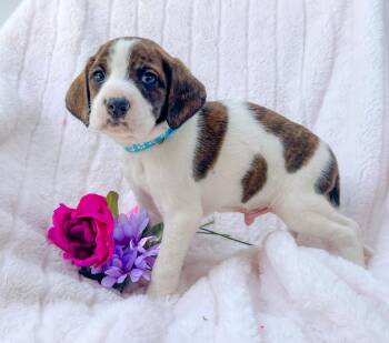 Mixed Breed Dogs Available for Adoption in Murray, Kentucky - Wilbur | PetCurious