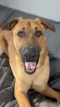 German Shepherd Dog Dogs Available for Adoption - Prince Eric | PetCurious