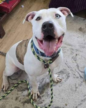 American Staffordshire Terrier Dogs Available for Adoption - Kane | PetCurious