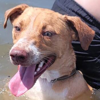 Carmelo -  Labrador Retriever and Mixed Breed Dog for Adoption in Corpus Christi, Texas - Carmelo | PetCurious