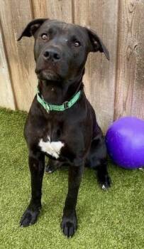 Shino -  Mixed Breed Dog for Adoption in Eugene, Oregon - Shino | PetCurious