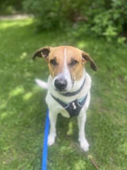 Rescue Cattle Dog and Hound Dogs for Adoption in New York, New York - Fletcher | PetCurious