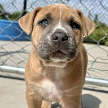 August -  Mixed Breed Dog for Adoption in Matteson, Illinois - August | PetCurious