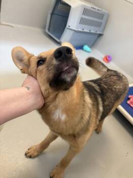 Sandy -  Mixed Breed Dog for Adoption in Winnipeg, Manitoba - Sandy | PetCurious