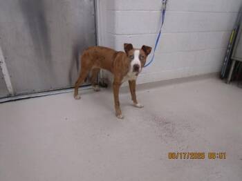 (50) -  Shepherd Dog for Adoption in Marietta, Georgia - (50) | PetCurious