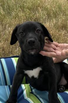 Bo - Dukes of Hazzard pups -  Labrador Retriever Dog for Adoption in Horn Lake, Mississippi - Bo - Dukes Of Hazzard Pups | PetCurious