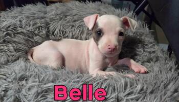 Belle -  Pit Bull Terrier and American Staffordshire Terrier Dog for Adoption in Grove, Oklahoma - Belle | PetCurious