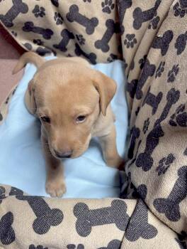 Tank -  Labrador Retriever Dog for Adoption in Huntingtown, Maryland - Tank | PetCurious