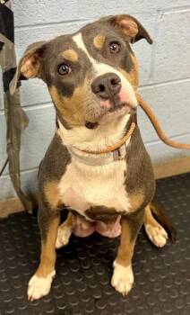 May- Adopted -  Mixed Breed Dog for Adoption in Chamblee, Georgia - May- Adopted | PetCurious
