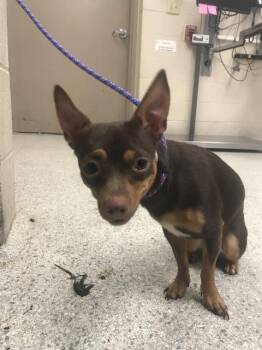 A431877 -  Chihuahua Dog for Adoption in Conroe, Texas - A431877 | PetCurious