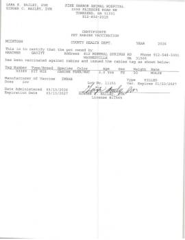 Boxer and Labrador Retriever Dogs Available for Adoption - Molie | PetCurious