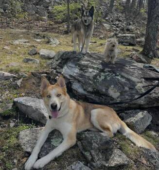 Siberian Husky Dogs Available for Adoption in York, Pennsylvania - Buddy | PetCurious