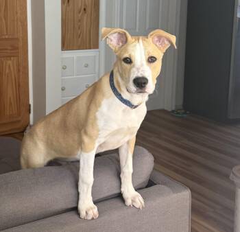 Rescue Retriever Dogs for Adoption in Longview, Texas - Lalo | PetCurious