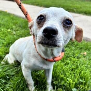Mixed Breed Dogs Available for Adoption in Oak Brook, Illinois - Jumanji | PetCurious