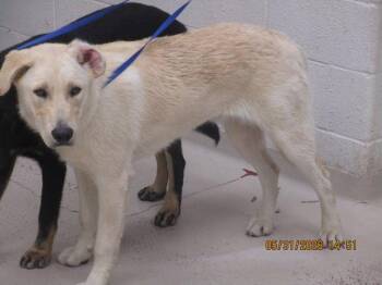 Fritz (20) -  Shepherd Dog Available for Adoption in Marietta, Georgia - Fritz (20) | PetCurious