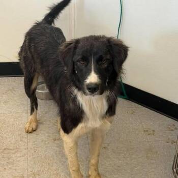 Genie 26-09-139 -  Great Pyrenees Dog for Adoption in Bastrop, Texas - Genie 26-09-139 | PetCurious