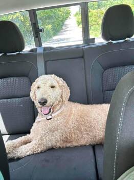 Daisy -  Labradoodle Dog for Adoption in Shawnee, Oklahoma - Daisy | PetCurious