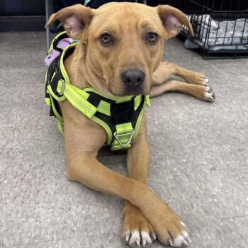 Rescue Labrador Retriever and American Staffordshire Terrier Dogs for Adoption in Livingston, Texas - Bentley | PetCurious