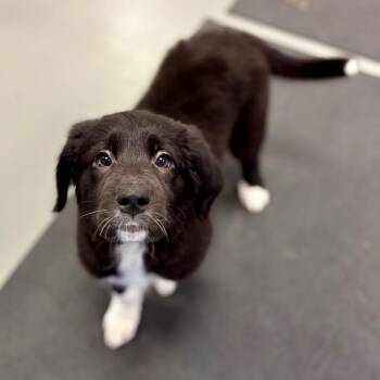 Mixed Breed Dogs Available for Adoption in New York, New York - Razz | PetCurious