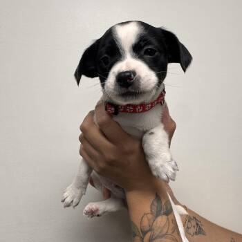 Mixed Breed Dogs Available for Adoption in Las Vegas, Nevada - Lucas | PetCurious