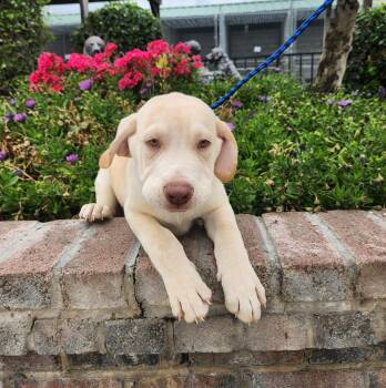 Labrador Retriever Dogs Available for Adoption - Brenner | PetCurious