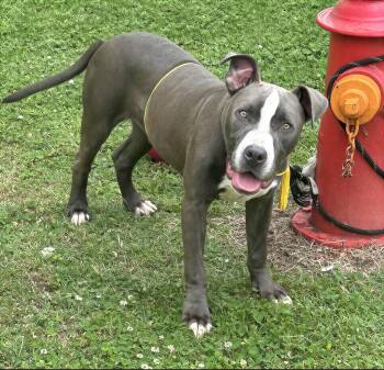 Mr. Peabody -  Mixed Breed Dog for Adoption in Nashville, Tennessee - Mr. Peabody | PetCurious