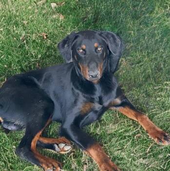 Pedro -  Doberman Pinscher Dog for Adoption in Kingman, Arizona - Pedro | PetCurious
