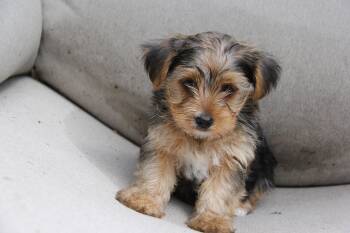 Contessa -  Yorkshire Terrier Dog for Adoption in Monroe, North Carolina - Contessa | PetCurious