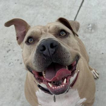 Pit Bull Terrier Dogs Available for Adoption in Harrisonburg, Virginia - Dozer | PetCurious