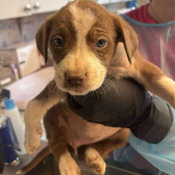 Rescue Mixed Breed Dogs for Adoption in Huntington, West Virginia - Clarice | PetCurious