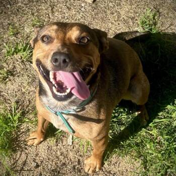 Roxy -  Mixed Breed Dog for Adoption in Ferndale, Michigan - Roxy | PetCurious