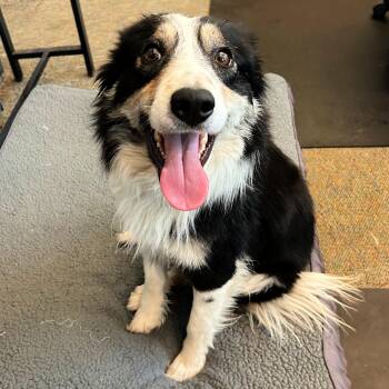 Border Collie Dogs Available for Adoption - Rio | PetCurious