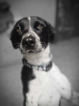 Rescue Australian Cattle Dog Blue Heeler and German Shorthaired Pointer Dogs for Adoption in Merrillville, Indiana - Scarlett | PetCurious