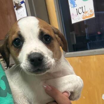 Terrier Dogs Available for Adoption in Tupelo, Mississippi - Tootsie - 040216U | PetCurious