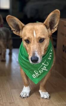 Corgi Dogs Available for Adoption in Joppa, Alabama - Polly | PetCurious