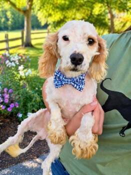 Cavalier King Charles Spaniel and Poodle Dogs Available for Adoption - Lucky | PetCurious