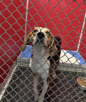 Rescue Hound Dogs for Adoption in Conway, South Carolina - Meet Buddy — Your New Best Friend In Waiting! | PetCurious