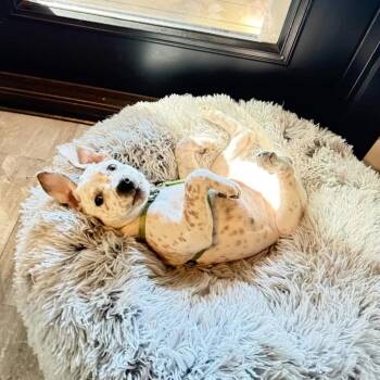 Kona (Port Orchard, WA) -  Cattle Dog Dog for Adoption in Mount Vernon, Washington - Kona (Port Orchard, WA) | PetCurious