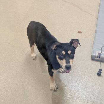 Rosie -  Rottweiler and Pit Bull Terrier Dog for Adoption in Lynchburg, Virginia - Rosie | PetCurious