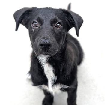 Pascal -  Border Collie and Mixed Breed Dog for Adoption in Fenton, Michigan - Pascal | PetCurious