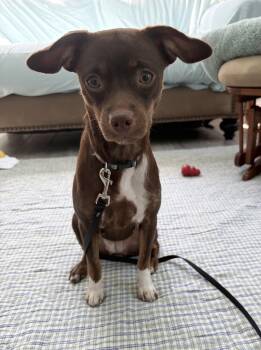 Kayla -  Chihuahua Dog for Adoption in Hillsdale, New York - Kayla | PetCurious