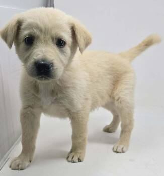 Labrador Retriever Dogs Available for Adoption in Brewster, New York - Yukon Gold (Y Litter) | PetCurious