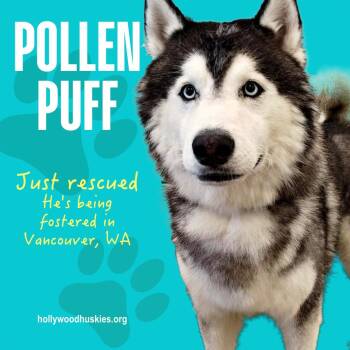 Pollen Puff -  Siberian Husky Dog for Adoption in Los Angeles, California - Pollen Puff | PetCurious