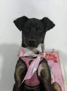 Merlin-One of our Amazing Rescue Dogs -  Australian Kelpie and Miniature Pinscher Dog for Adoption in Carlsbad, California - Merlin-One Of Our Amazing Rescue Dogs | PetCurious