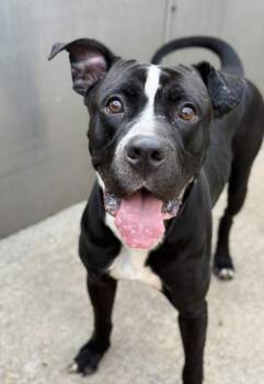 Speakeasy -  Pit Bull Terrier Dog Available for Adoption in Chicago, Illinois - Speakeasy | PetCurious