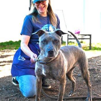 Rescue Mixed Breed Dogs for Adoption in Atlanta, Georgia - Cheyney | PetCurious