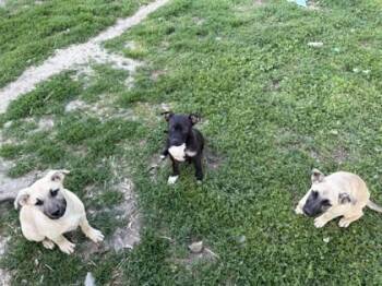 Shepherd and Mixed Breed Dogs Available for Adoption in Hobart, Indiana - River | PetCurious