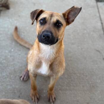 Cherry -  Shepherd and Mixed Breed Dog for Adoption in Brownsboro, Alabama - Cherry | PetCurious